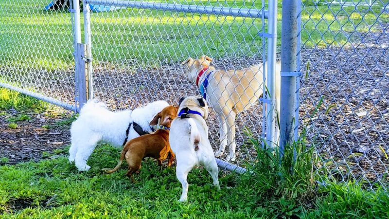 Flying Cloud Dog Park - Eden Prairie, MN