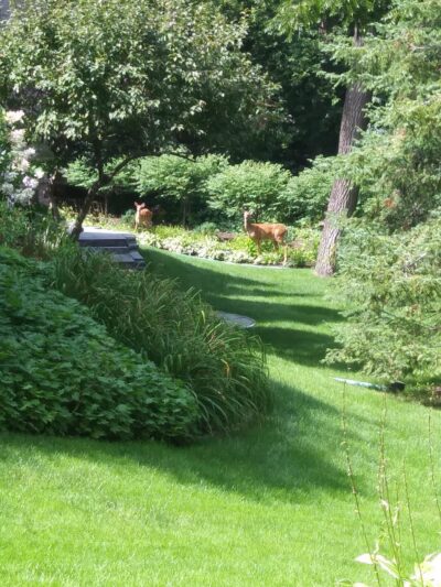 Fox Meadow Park - Edina, MN