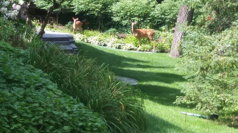 Fox Meadow Park - Edina, MN