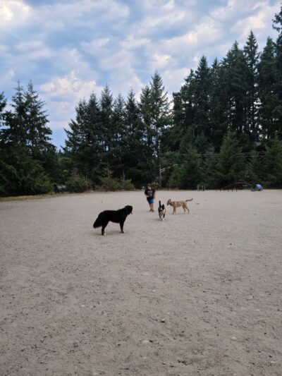 Lynndale Off-leash Dog Area - Edmonds, WA