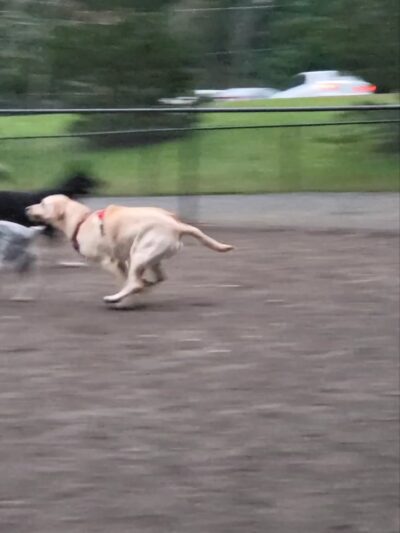 Lynndale Off-leash Dog Area - Edmonds, WA