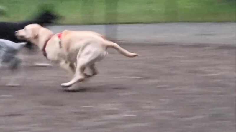 Lynndale Off-leash Dog Area - Edmonds, WA