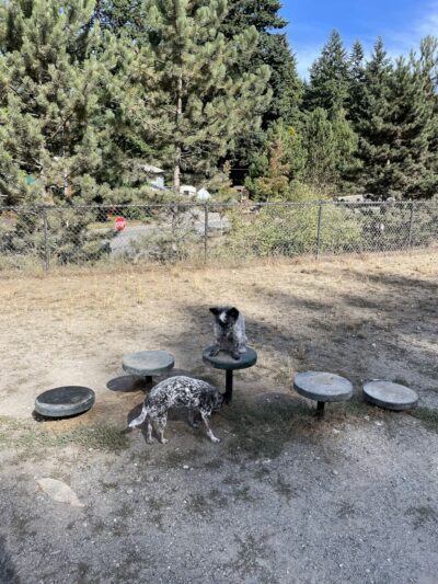 Lynndale Off-leash Dog Area - Edmonds, WA