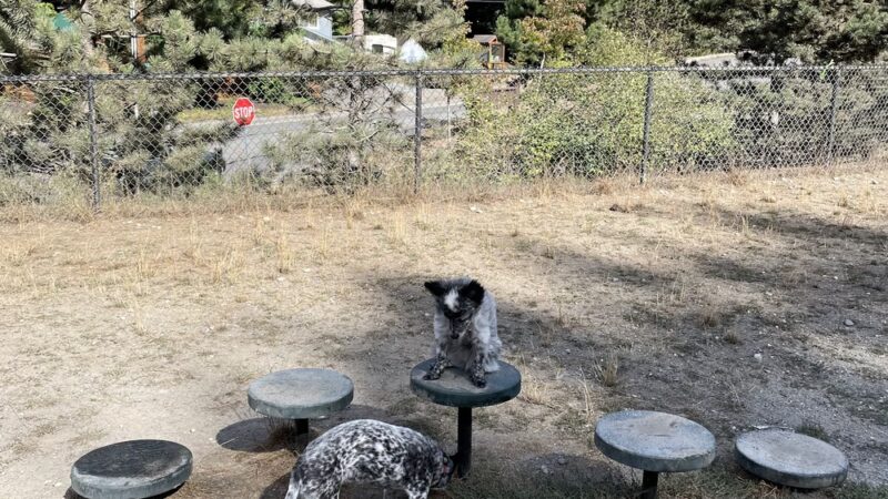 Lynndale Off-leash Dog Area - Edmonds, WA