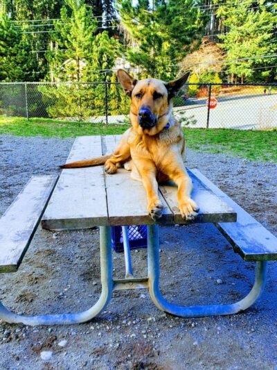 Lynndale Off-leash Dog Area - Edmonds, WA