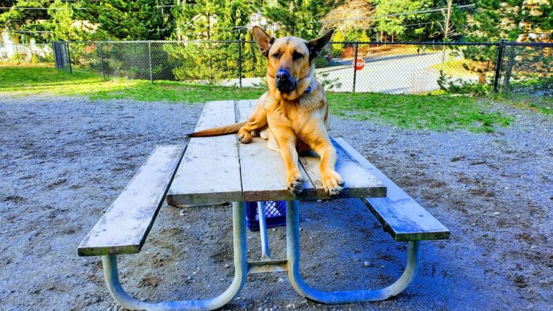 Lynndale Off-leash Dog Area - Edmonds, WA