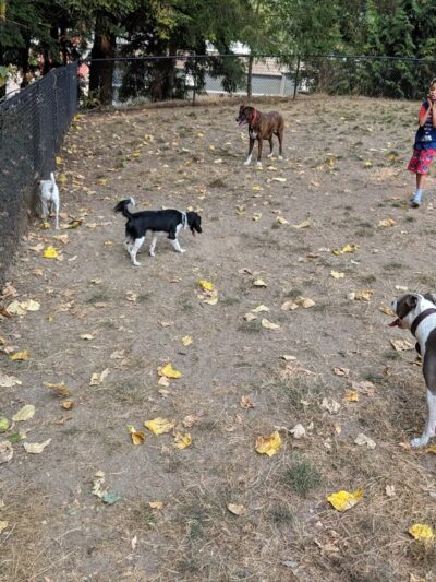Lynndale Off-leash Dog Area - Edmonds, WA