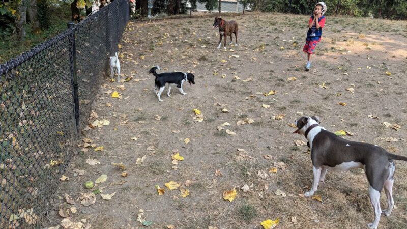 Lynndale Off-leash Dog Area - Edmonds, WA