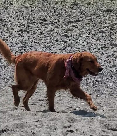 Off Leash Area Edmonds - Edmonds, WA