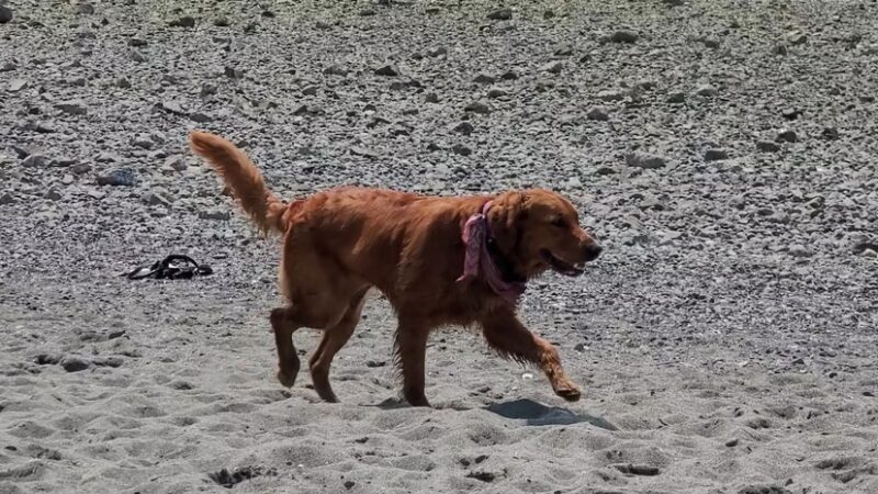 Off Leash Area Edmonds - Edmonds, WA