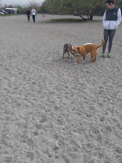 Off Leash Area Edmonds - Edmonds, WA