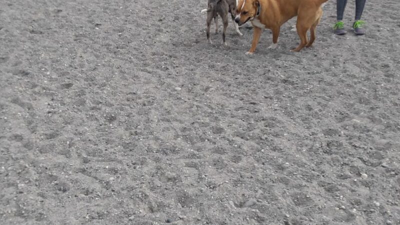 Off Leash Area Edmonds - Edmonds, WA