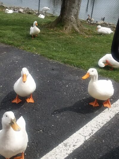 Bowling Park - Edmonton, KY