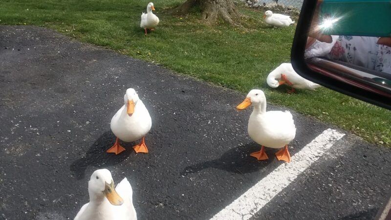 Bowling Park - Edmonton, KY