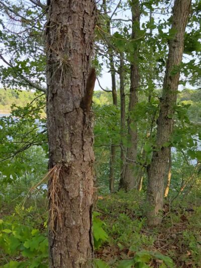 Egg Harbor Township Nature Reserve - Egg Harbor Township, NJ