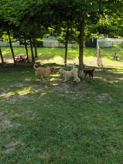 Harbor Hounds Dog Park - Egg Harbor, WI
