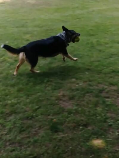 Harbor Hounds Dog Park - Egg Harbor, WI