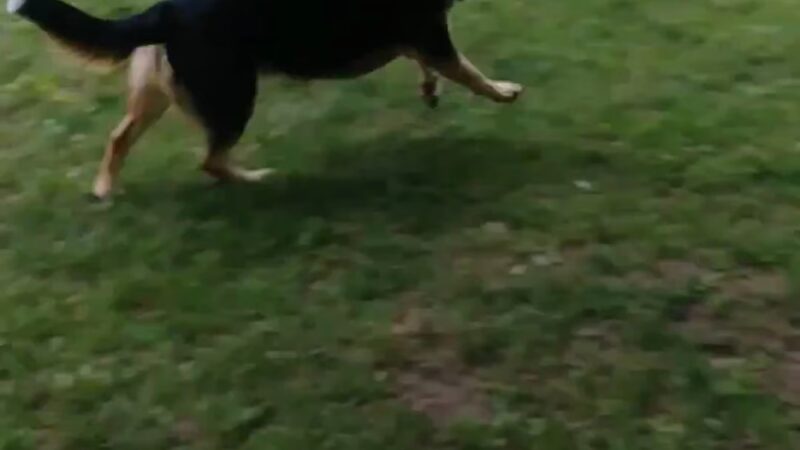 Harbor Hounds Dog Park - Egg Harbor, WI