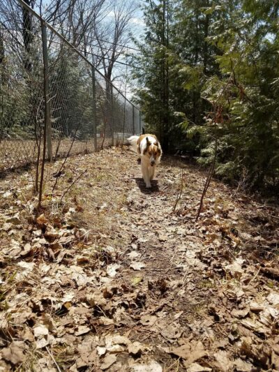 Harbor Hounds Dog Park - Egg Harbor, WI