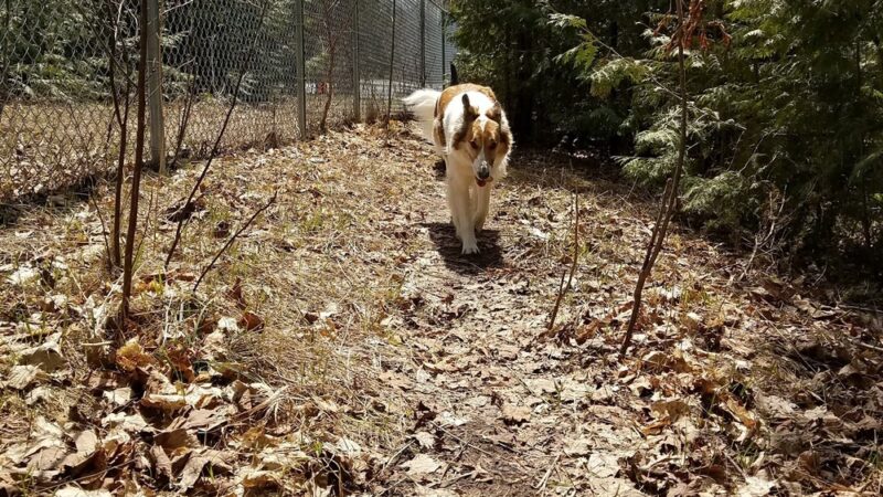 Harbor Hounds Dog Park - Egg Harbor, WI