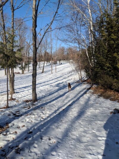 Harbor Hounds Dog Park - Egg Harbor, WI