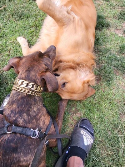 Lonny Brewer County Dog Park - El Cajon, CA