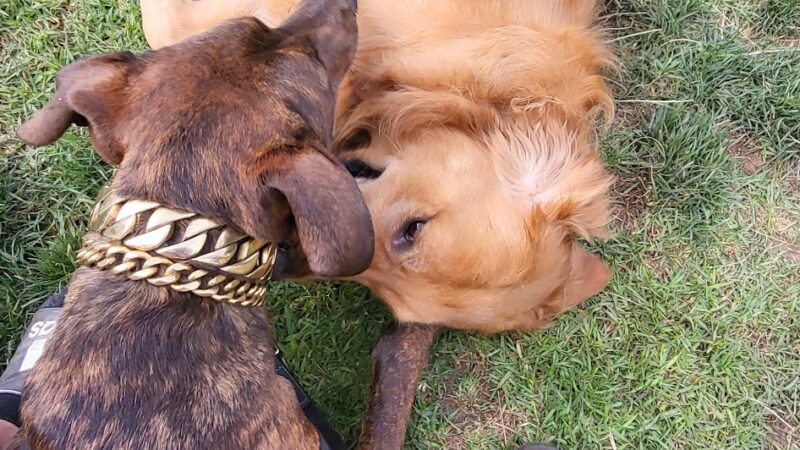 Lonny Brewer County Dog Park - El Cajon, CA