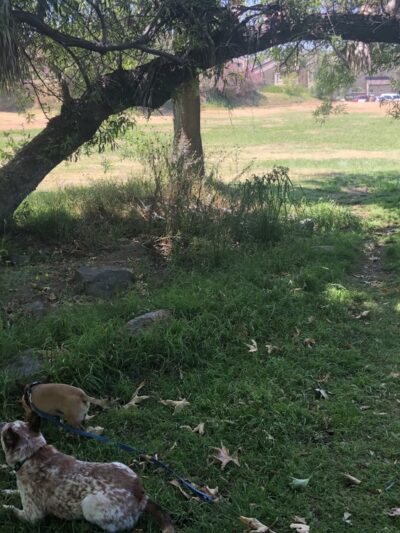 Lonny Brewer County Dog Park - El Cajon, CA