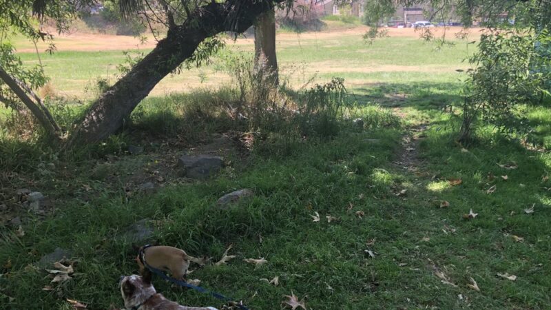 Lonny Brewer County Dog Park - El Cajon, CA