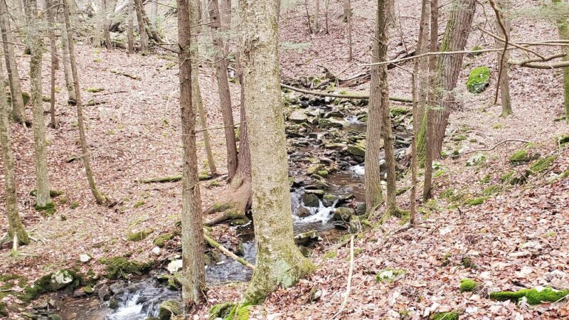 Hickok Brook Multiple Use Area - Eldred, NY