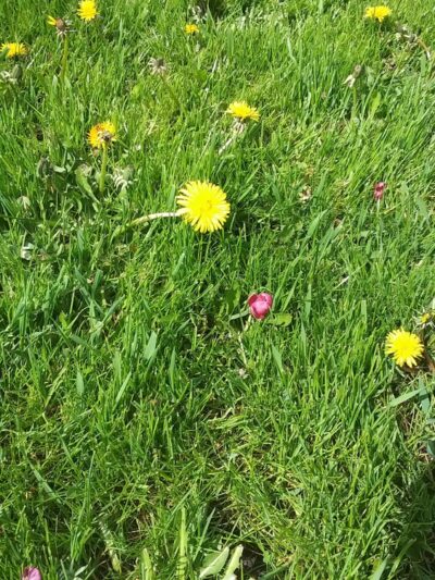 Tom McDowell Elgin Community Park - Elgin, OR