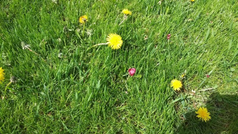 Tom McDowell Elgin Community Park - Elgin, OR