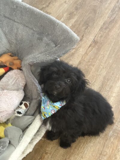 Barking Lot - Elizabethtown, NC