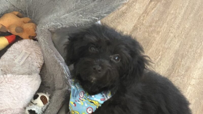 Barking Lot - Elizabethtown, NC