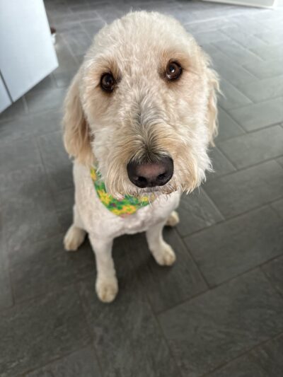 Barking Lot - Elizabethtown, NC