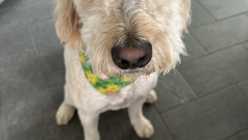 Barking Lot - Elizabethtown, NC