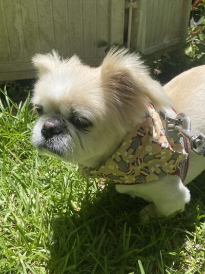 Barking Lot - Elizabethtown, NC