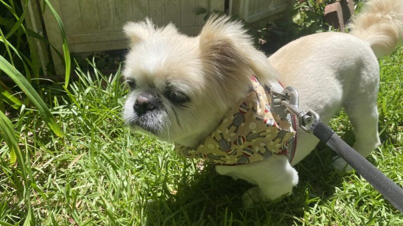 Barking Lot - Elizabethtown, NC