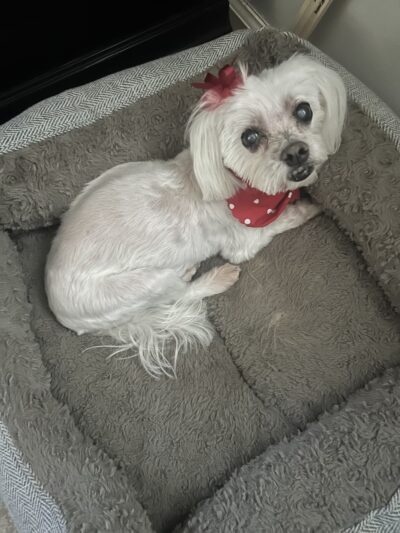 Barking Lot - Elizabethtown, NC