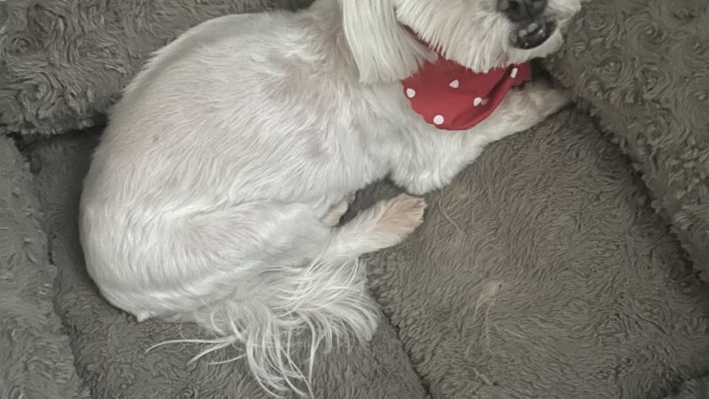 Barking Lot - Elizabethtown, NC