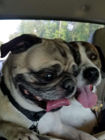 Barking Lot - Elizabethtown, NC