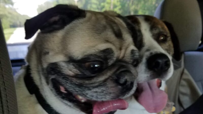 Barking Lot - Elizabethtown, NC