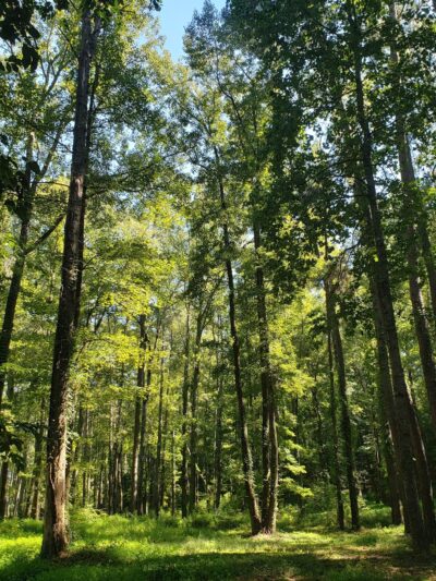 Tory Hole Park - Elizabethtown, NC