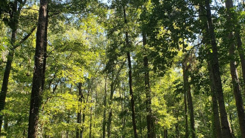 Tory Hole Park - Elizabethtown, NC