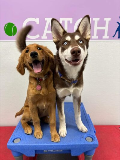 Playful Pups Retreat - Elizabethtown, PA