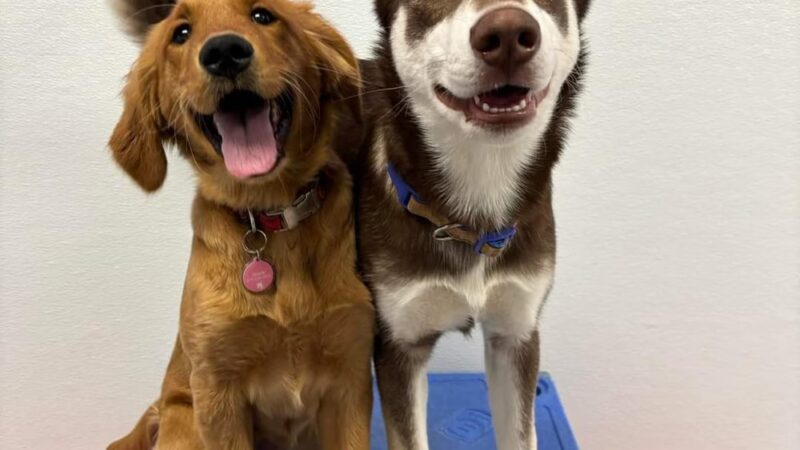 Playful Pups Retreat - Elizabethtown, PA