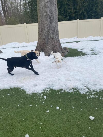 Playful Pups Retreat - Elizabethtown, PA
