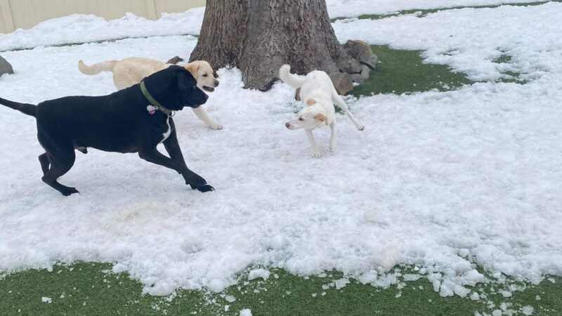 Playful Pups Retreat - Elizabethtown, PA