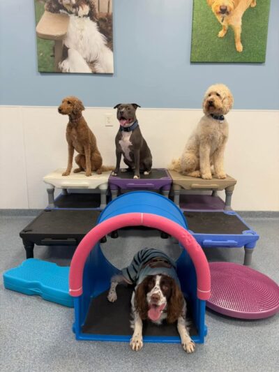Playful Pups Retreat - Elizabethtown, PA