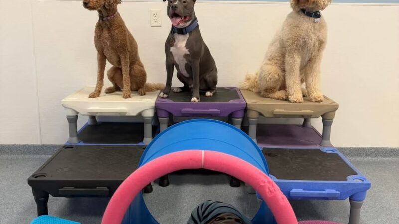 Playful Pups Retreat - Elizabethtown, PA